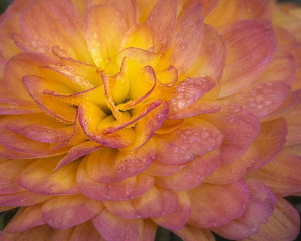 New Jersey-Rio Grande Mum flower close-up